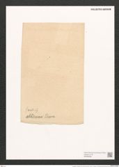 Scoliopleura ? alternans (Sch.) De-Toni (de-Toni-Nr.: Genus 14, Species 1120) Zeichnungen Sammlung Grunow (NHMW-BOT-W0369288)